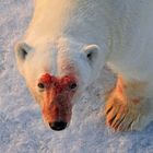 Eisbär, Noraustlandet, Spitzbergen