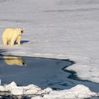 Eisbär, Noraustlandet, Spitzbergen