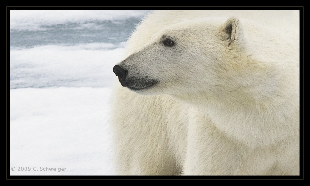 Eisbär Nummer 11 - Svalbard
