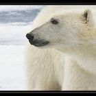 Eisbär Nummer 11 - Svalbard