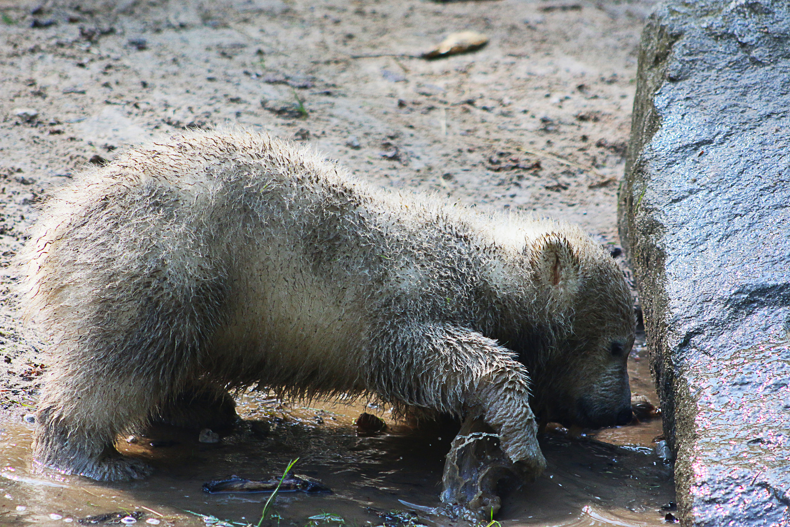 Eisbär oder Braunbär?