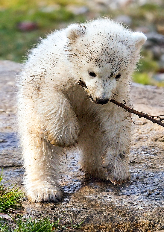 Eisbär oder "Dreckbär"?