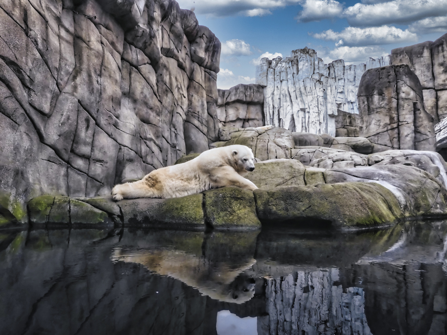 Eisbär ohne Eis