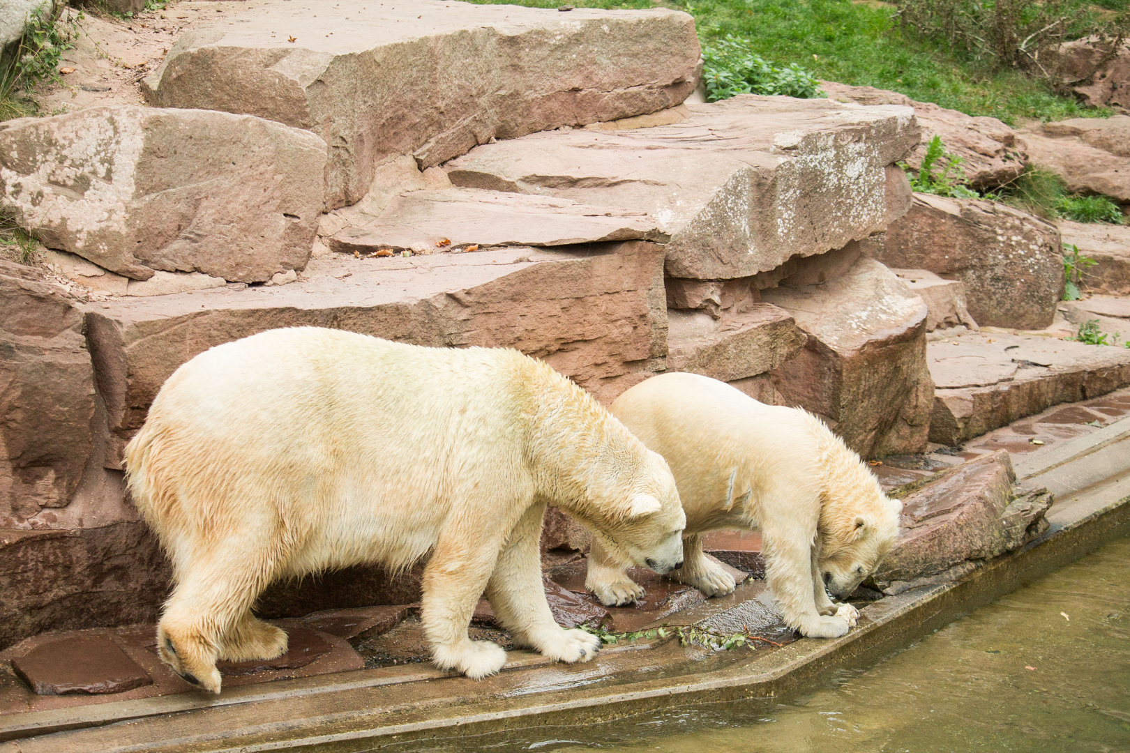 Eisbär Paar