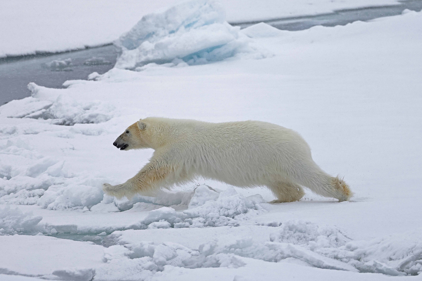 Eisbär (polarbear)