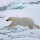 Eisbär (polarbear)