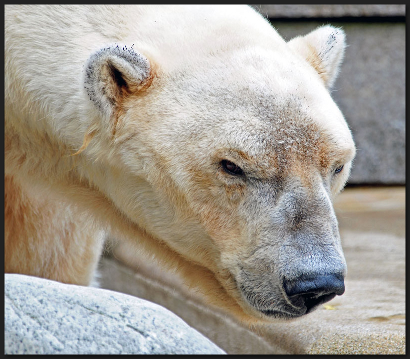 Eisbär-Portrait