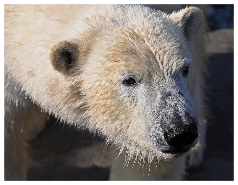 Eisbär Portrait