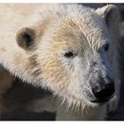 Eisbär Portrait