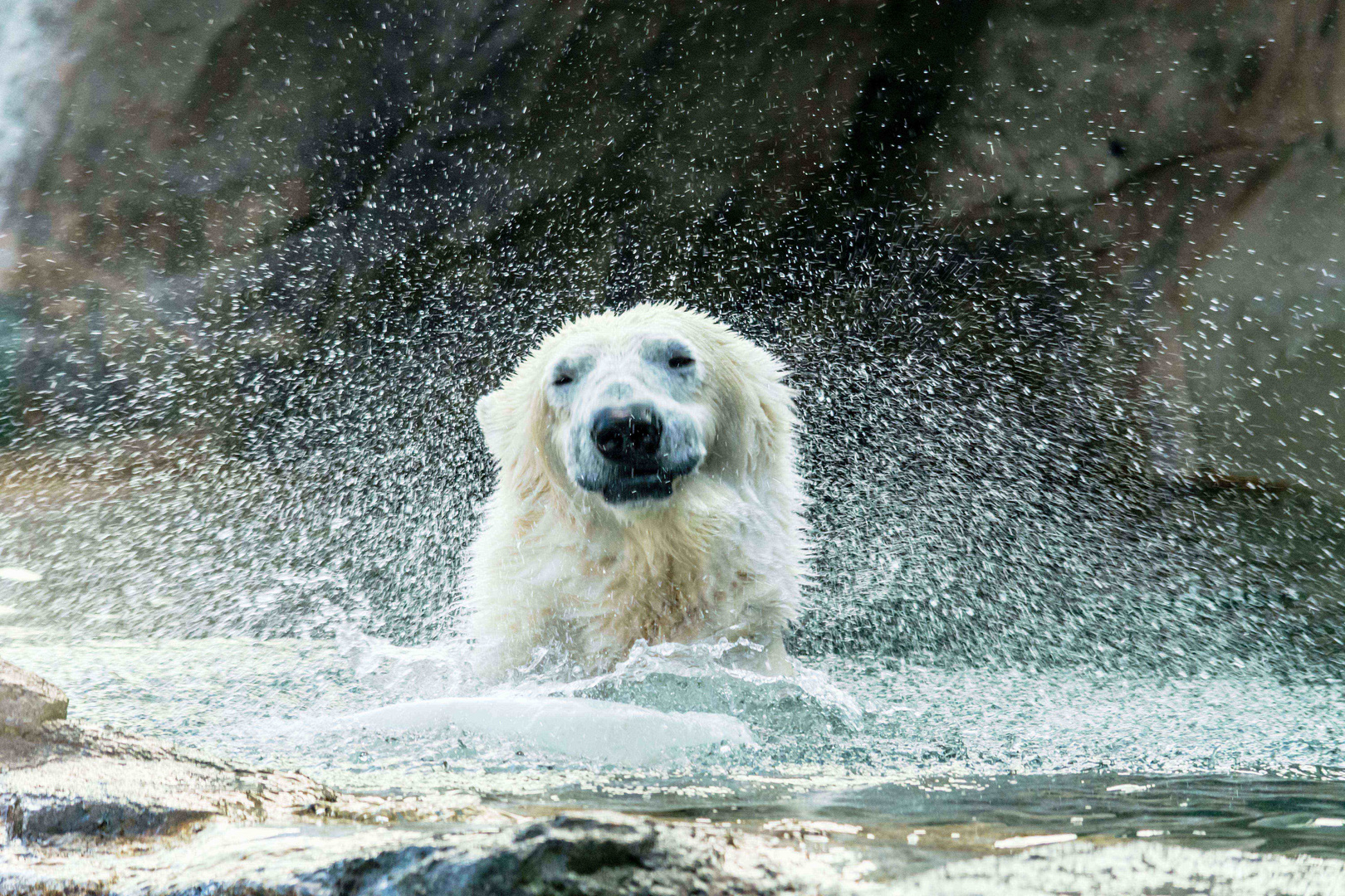 Eisbär Ranzo lächelt