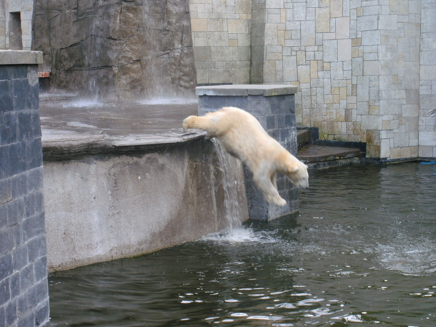 Eisbär - Rostocker Zoo