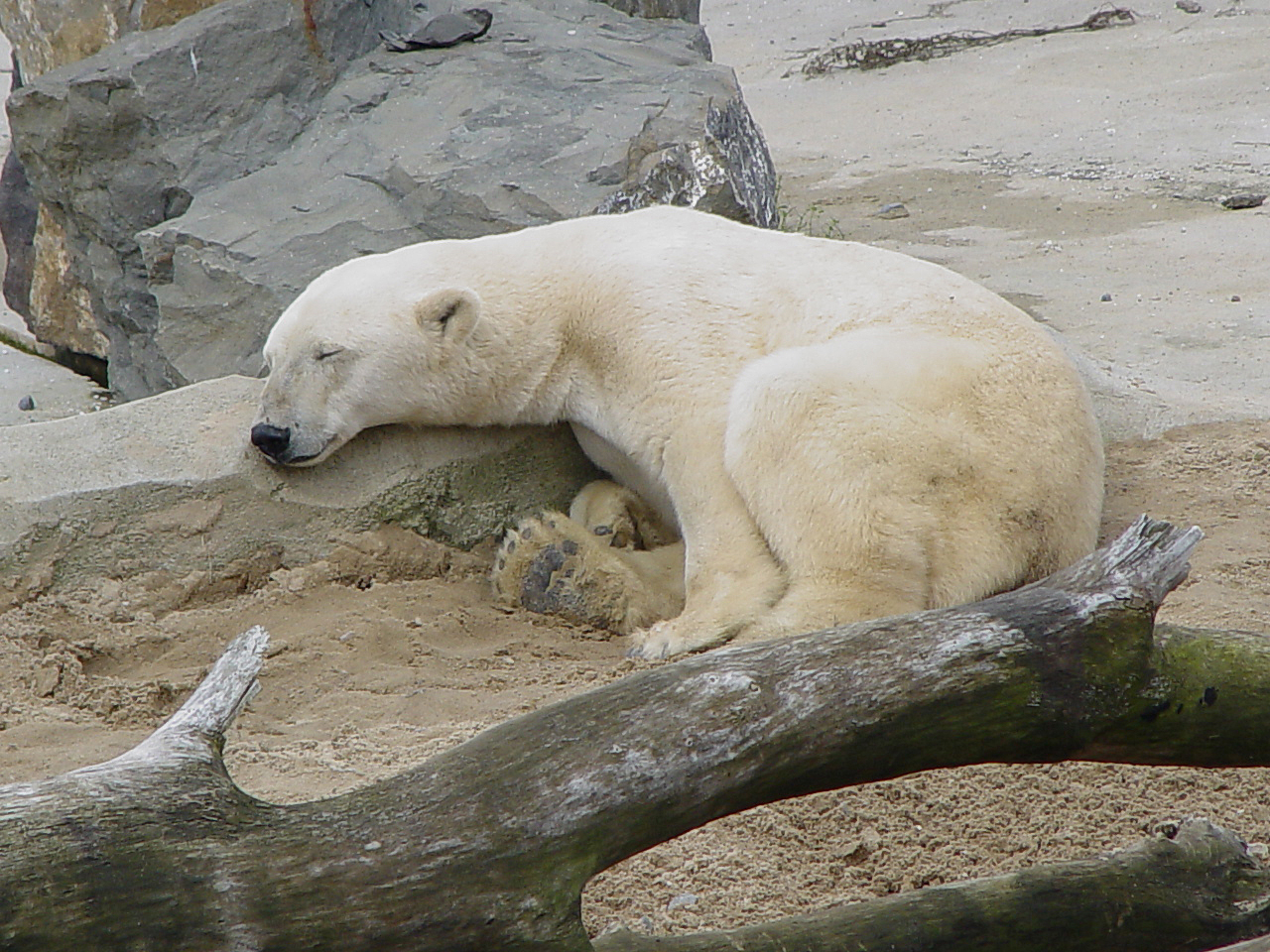 Eisbär -ruhend-