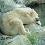 Eisbär -schlafend-