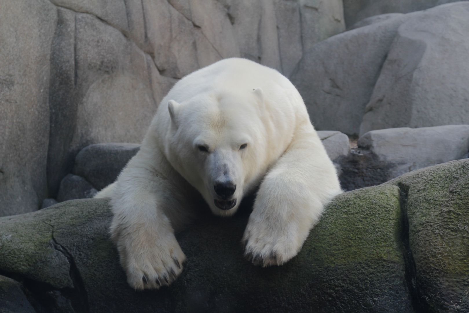 Eisbär - Sich einfach mal hängen lassen