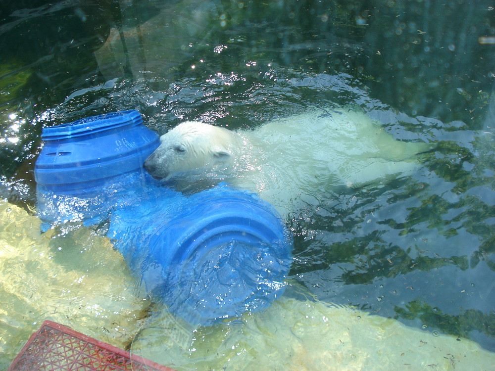 Eisbär spielen auch !!!