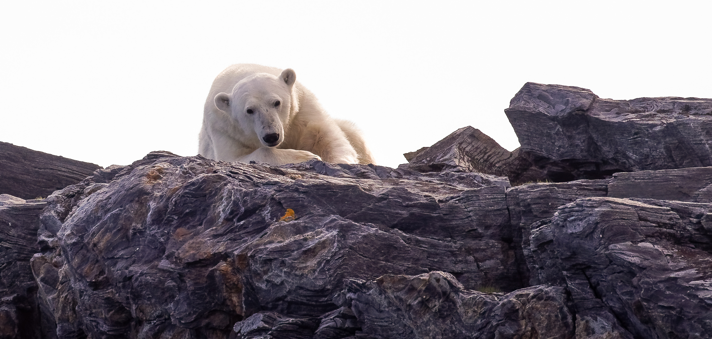 Eisbär, Spitzbergen