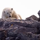 Eisbär, Spitzbergen