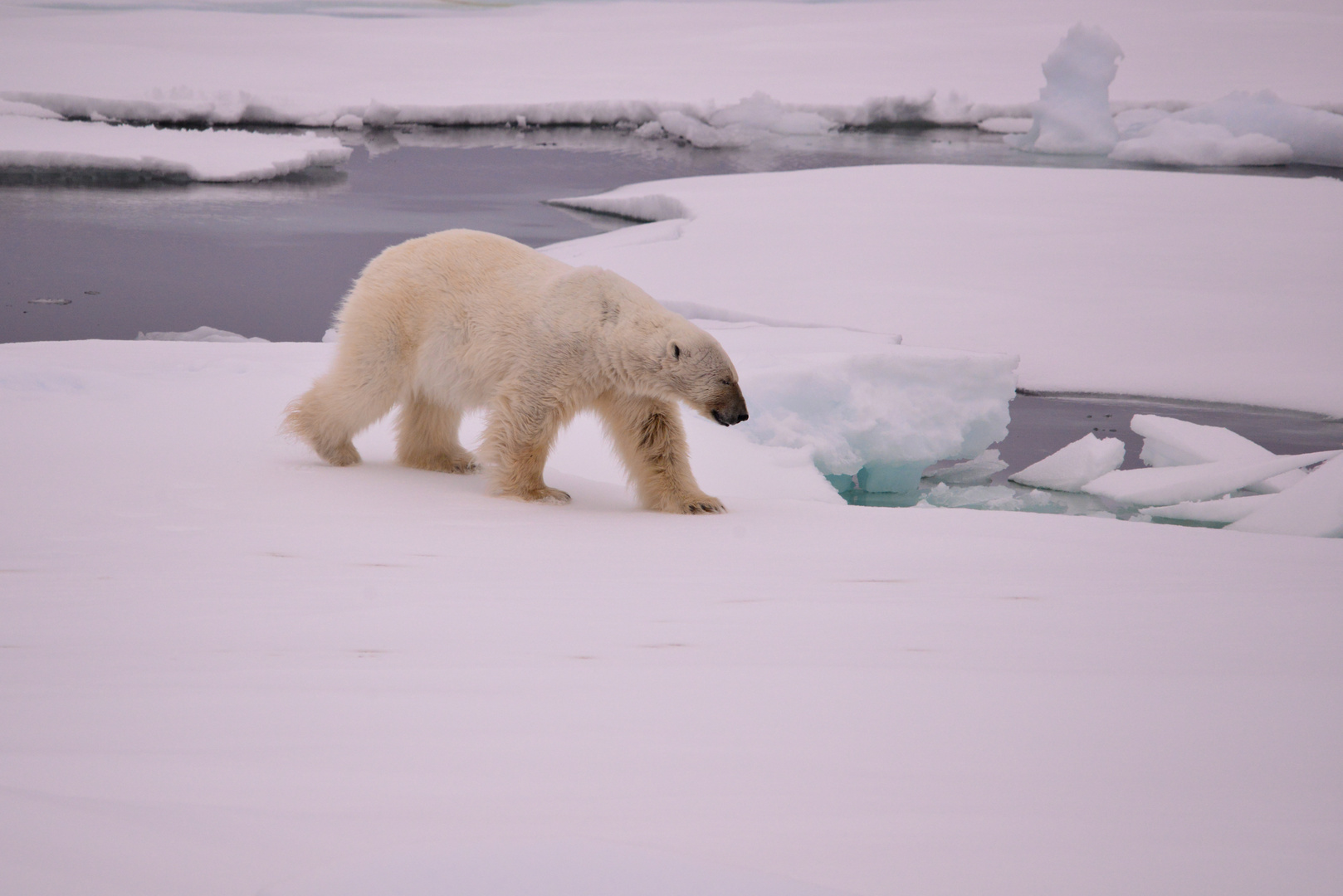 Eisbär, Spitzbergen