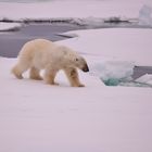 Eisbär, Spitzbergen