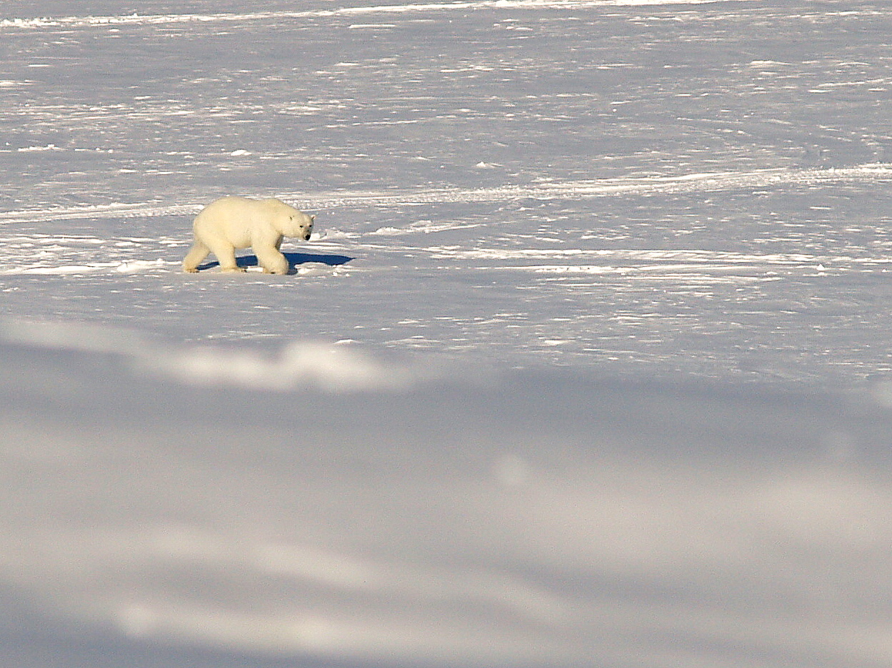 Eisbär, Spitzbergen (Svalbard)