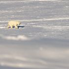 Eisbär, Spitzbergen (Svalbard)