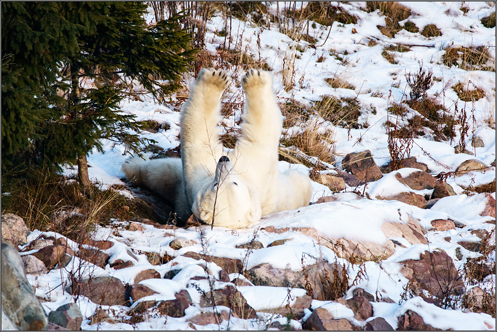 Eisbär-Stretching