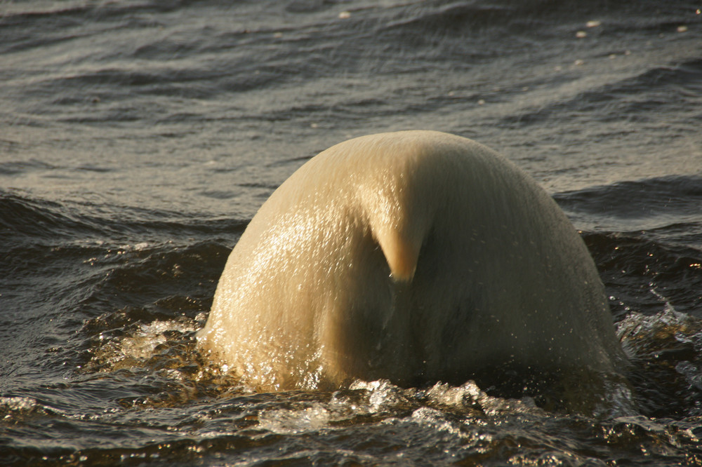 Eisbär taucht ab