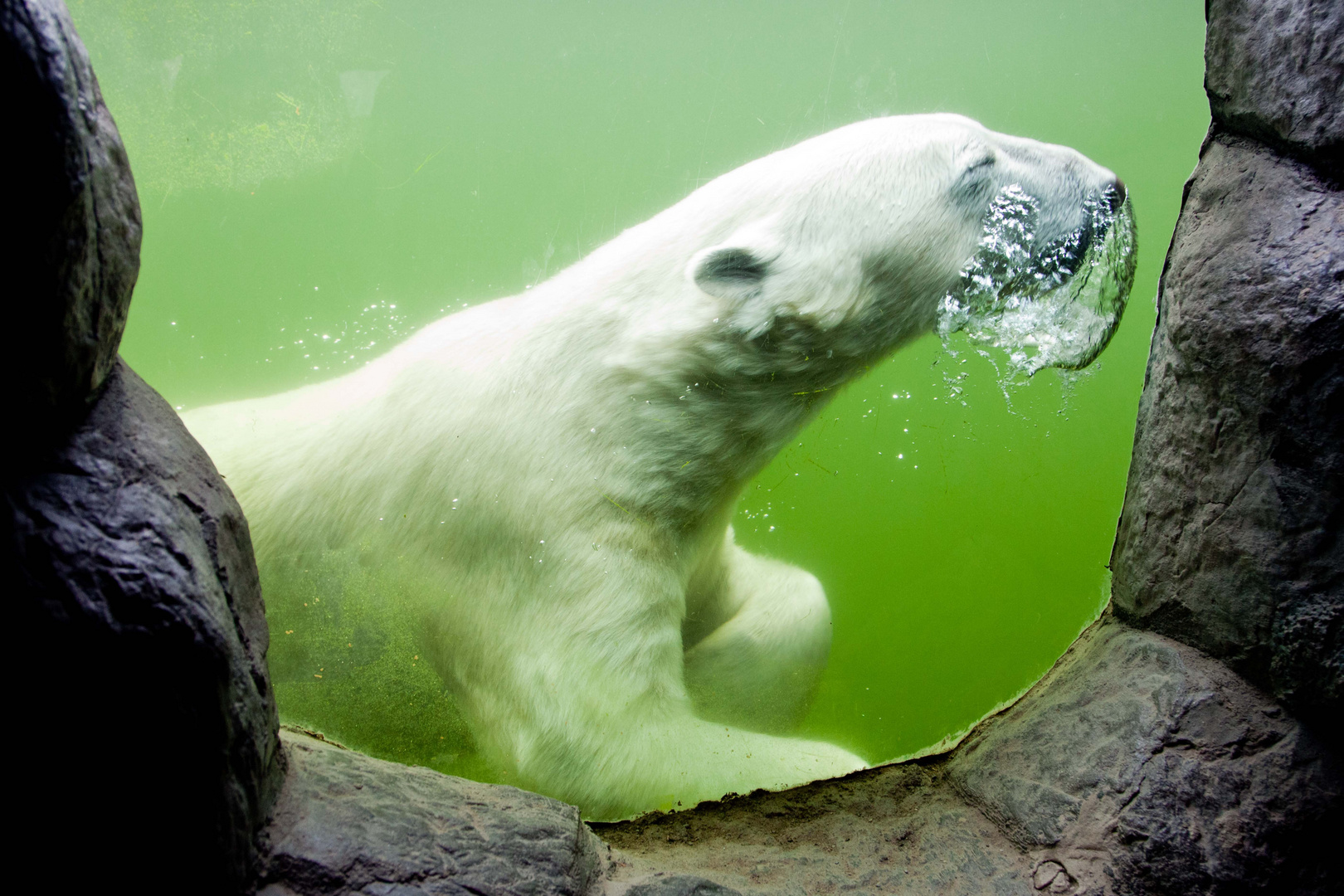 Eisbär taucht auf