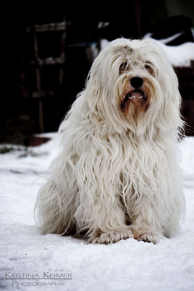 Eisbär - Tibet Terrier