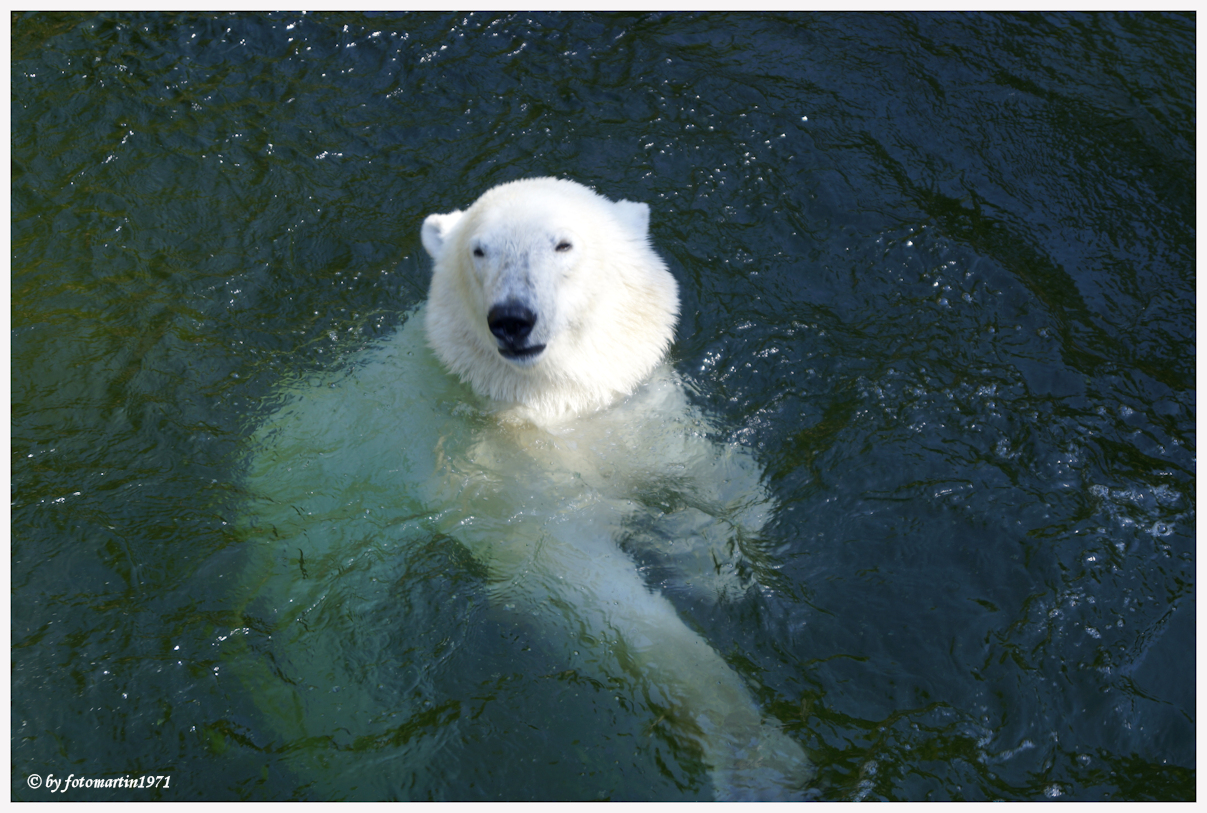 Eisbär Tiergarten Nürnberg (1092)