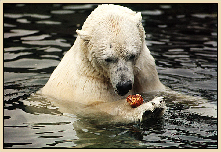 Eisbär trifft Laugenbrötchen (2)