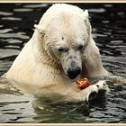 Eisbär trifft Laugenbrötchen (2)