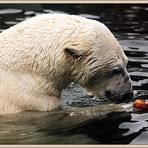 Eisbär trifft Laugenbrötchen