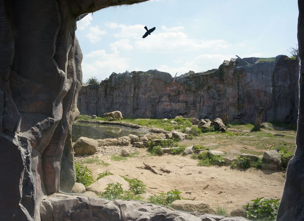 Eisbär und aufgeklebter Vogel