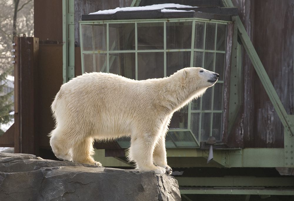 Eisbär und Hafenkran