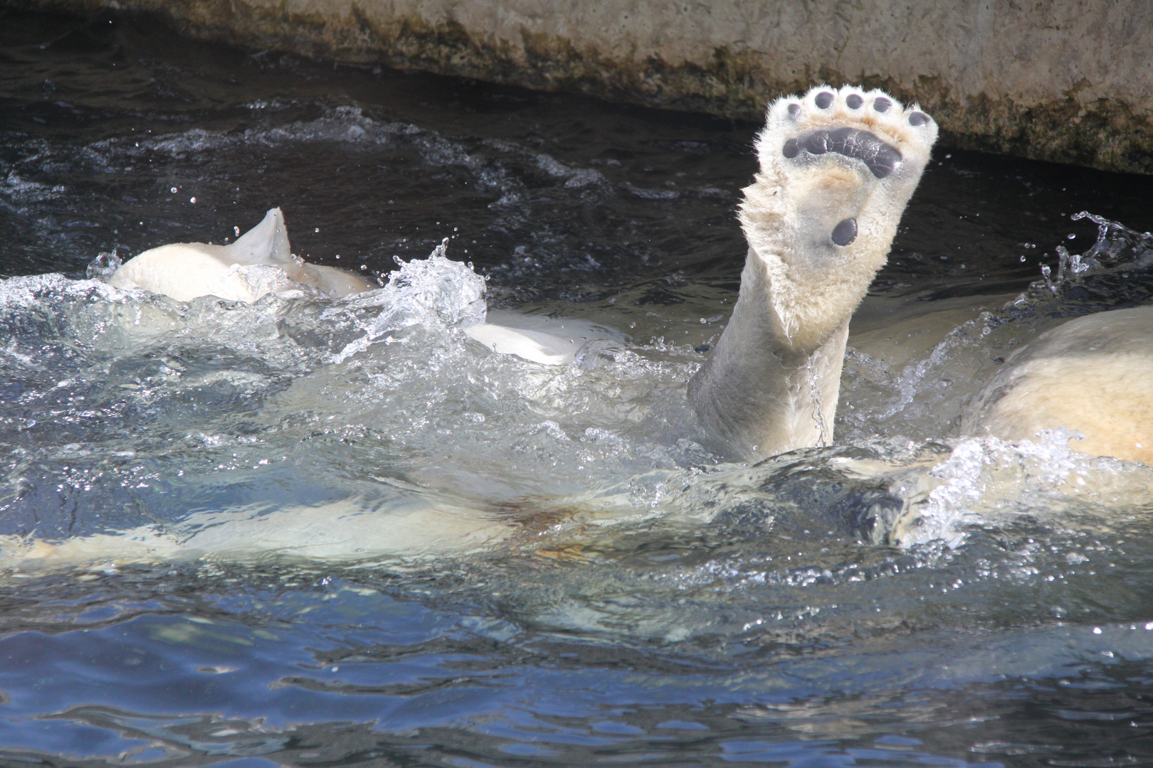 Eisbär "Und hoch das Bein"