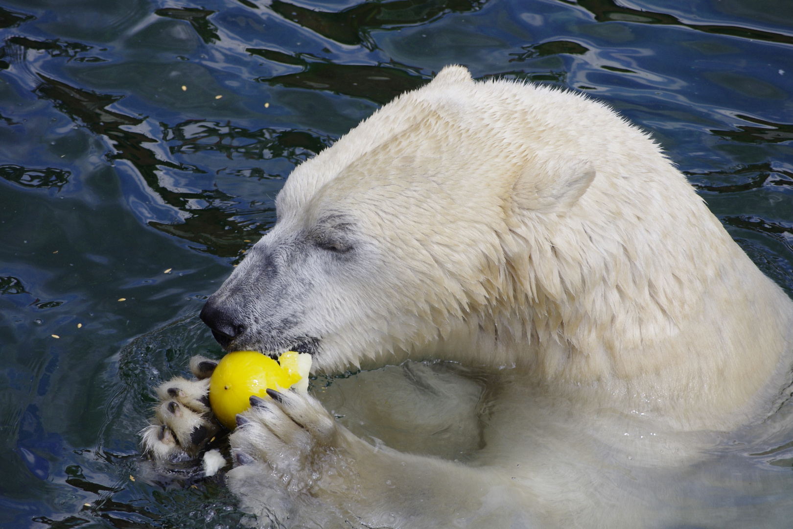 Eisbär und Melone