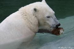 Eisbär und sein "Spielzeug"