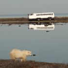 Eisbär und Tundra Buggy