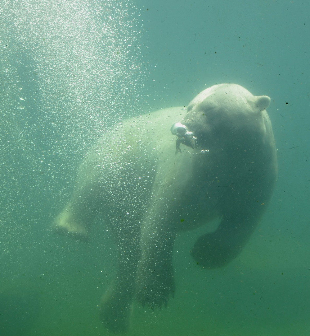 Eisbär unter Wasser