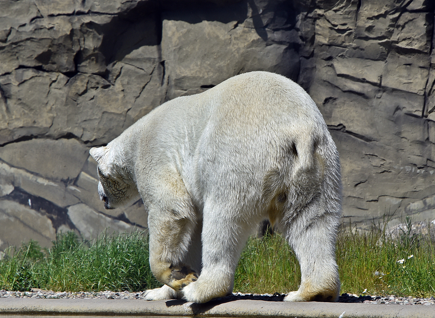 Eisbär (Ursus maritimus)