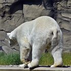 Eisbär (Ursus maritimus)