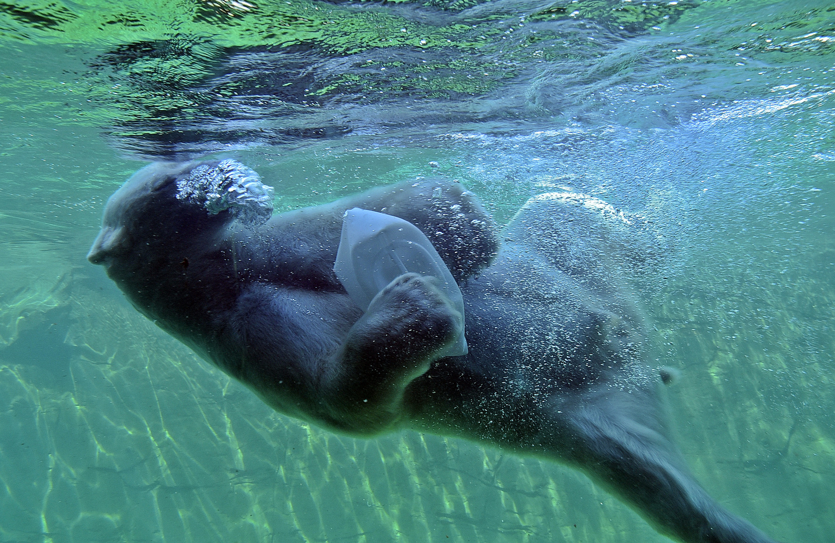 Eisbär (Ursus maritimus)