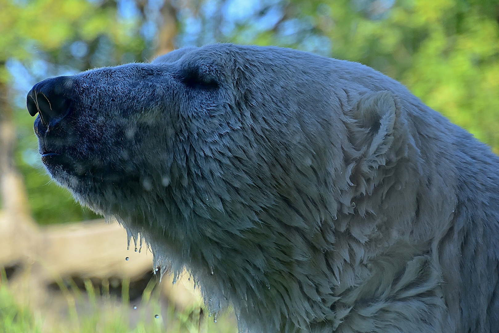 Eisbär (Ursus maritimus)