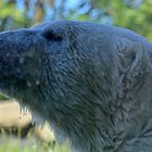 Eisbär (Ursus maritimus)