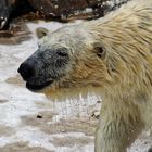 Eisbär (Ursus Maritimus) 2