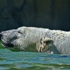 Eisbär (Ursus maritimus)