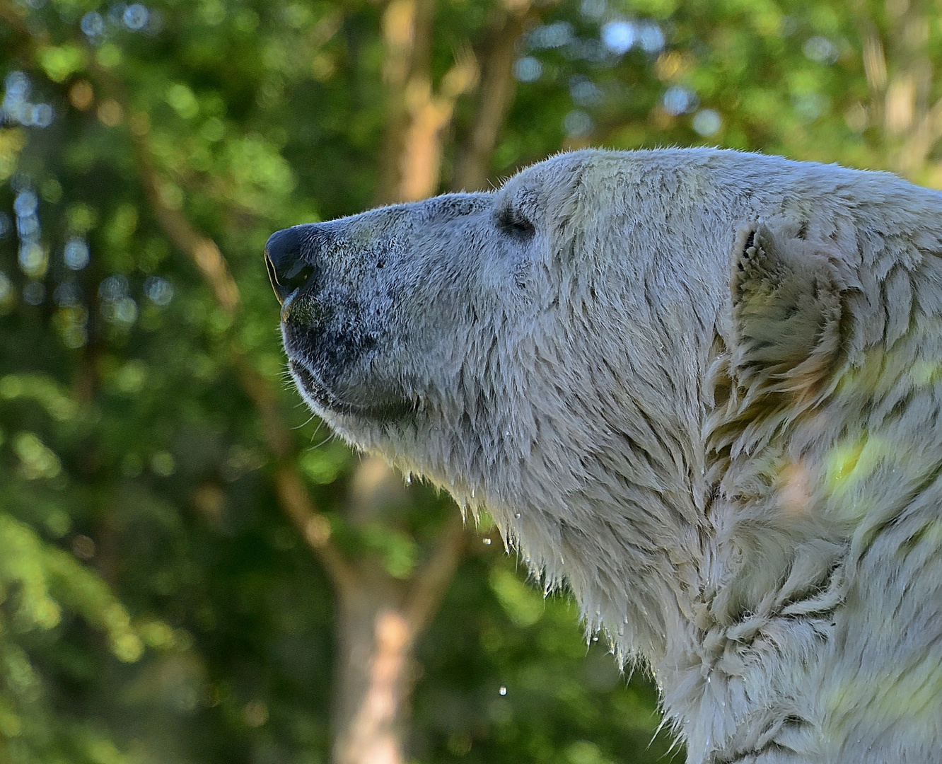 Eisbär (Ursus maritimus)