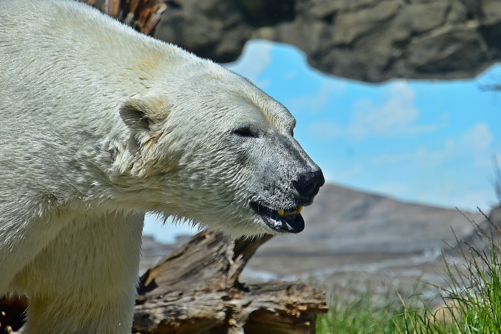 Eisbär (Ursus maritimus)