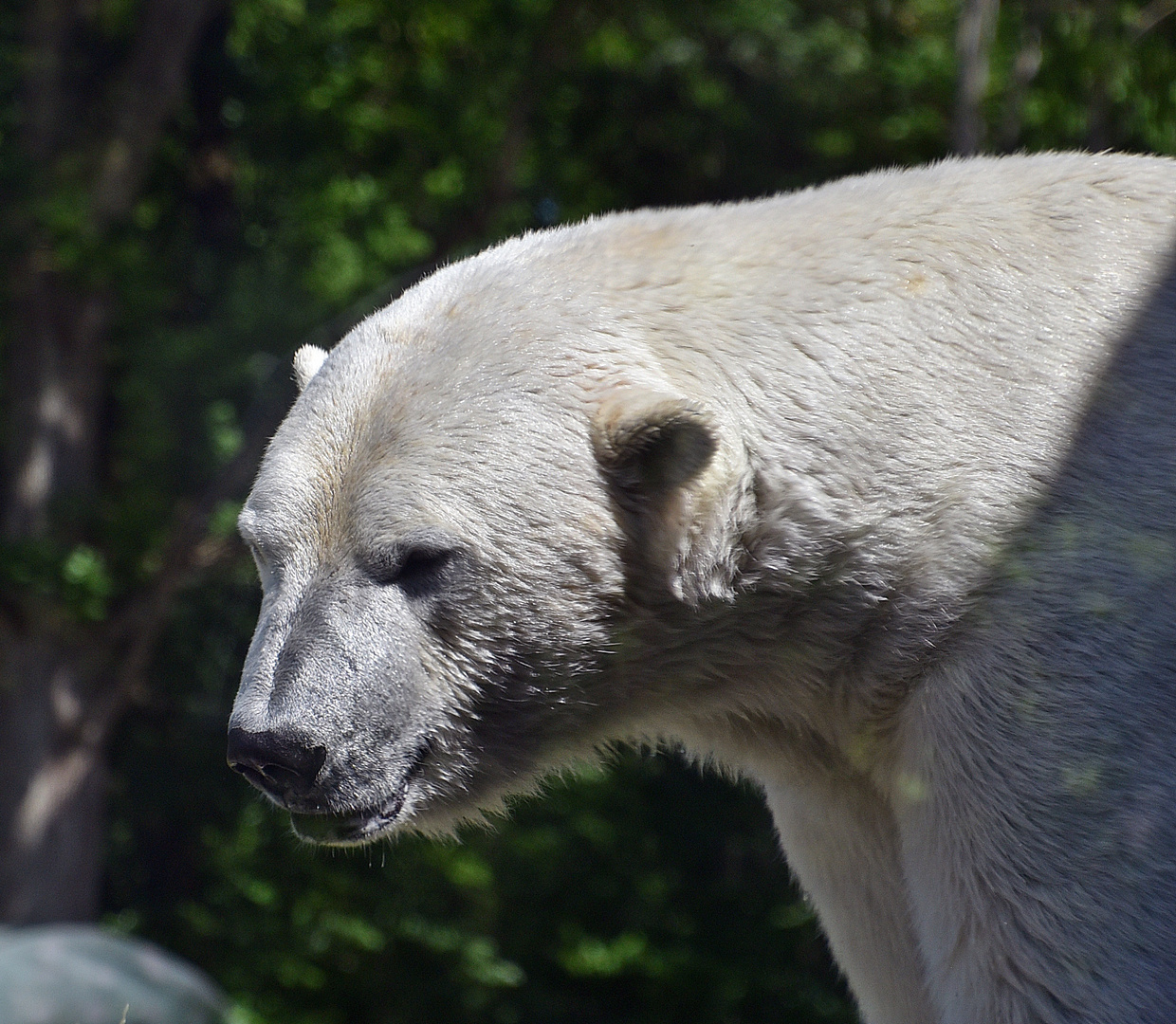 Eisbär (Ursus maritimus)